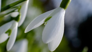 MCEX_XE2_60mm_MCEX11_001