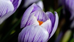 MCEX_XE2_60mm_MCEX11_003