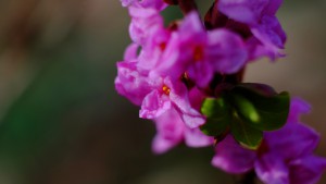 MCEX_XE2_60mm_MCEX16_002