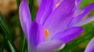 MCEX_XE2_60mm_MCEX16_003