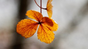 MCEX_XE2_60mm_MCEX16_004