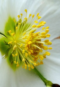 MCEX_XE2_60mm_MCEX16_006