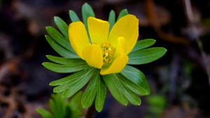 MCEX_XE2_60mm_MCEX16_007