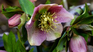 MCEX_XE2_60mm_MCEX16_008